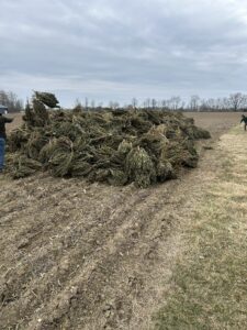 ISP 7000 Hemp Plants February 11, 2025 2